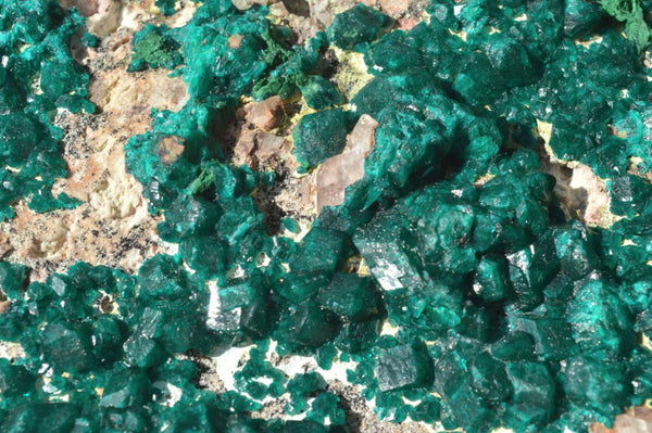 Natural Giant Dioptase Museum Specimen x 1 From Congo - TopRock