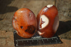 Polished Carnelian Agate Standing Free Forms  x 6 From Madagascar - Toprock Gemstones and Minerals 