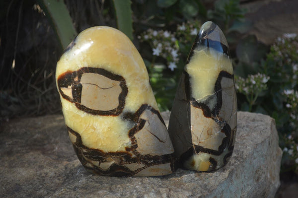 Polished Septerye Standing Free Forms  x 2 From Madagascar - Toprock Gemstones and Minerals 