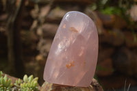 Polished Pink Rose Quartz Standing Free Forms x 2 From Ambatondrazaka, Madagascar - TopRock