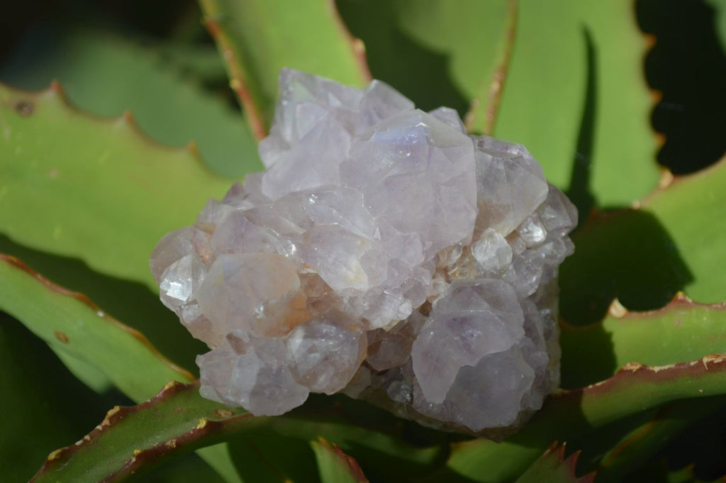 Natural Spirit Amethyst Quartz Clusters x 6 From Boekenhouthoek, South Africa - Toprock Gemstones and Minerals 
