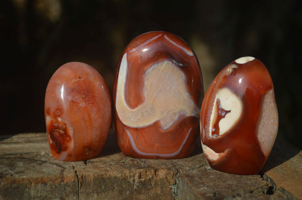 Polished Carnelian Agate Standing Free Forms  x 6 From Madagascar - Toprock Gemstones and Minerals 