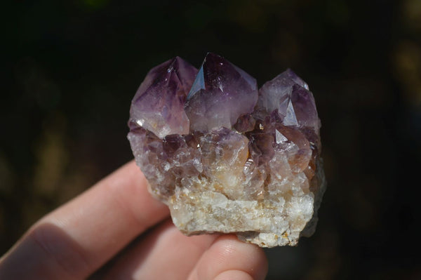Natural Rare Deep Purple Spirit Amethyst Clusters  x 12 From Boekenhouthoek, South Africa - Toprock Gemstones and Minerals 