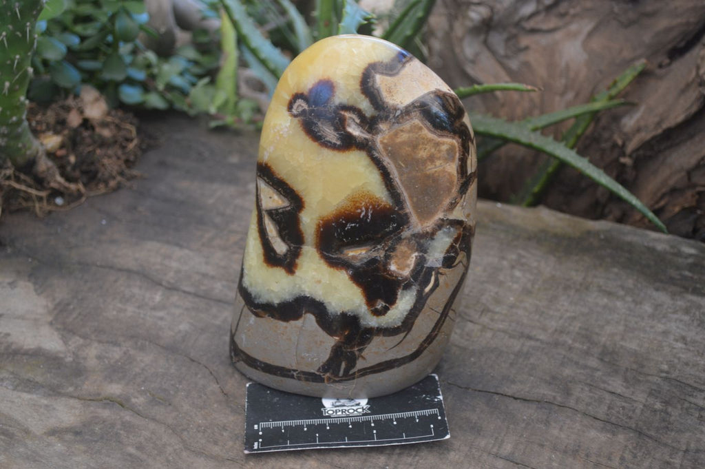 Polished Septerye Standing Free Forms  x 2 From Madagascar - Toprock Gemstones and Minerals 