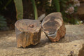 Polished Petrified Wood Branch Pieces x 2 From Gokwe, Zimbabwe - Toprock Gemstones and Minerals 
