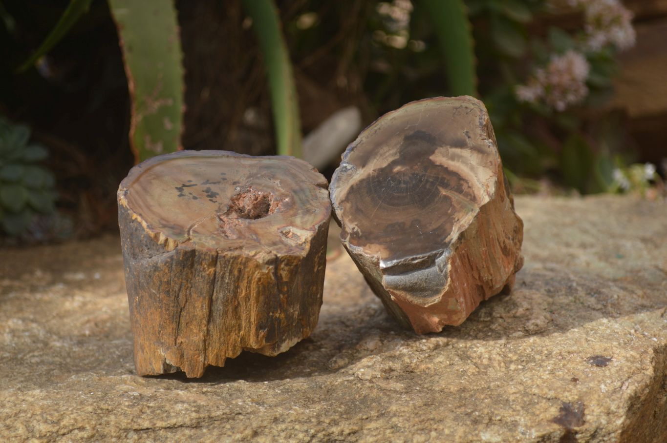 Polished Petrified Wood Branch Pieces x 2 From Gokwe, Zimbabwe - Toprock Gemstones and Minerals 