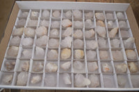 Natural White Cactus Flower Spirit Quartz Specimens x 70 From Boekenhouthoek, South Africa - Toprock Gemstones and Minerals 