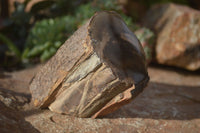 Polished Petrified Wood Branch Pieces x 2 From Gokwe, Zimbabwe - Toprock Gemstones and Minerals 