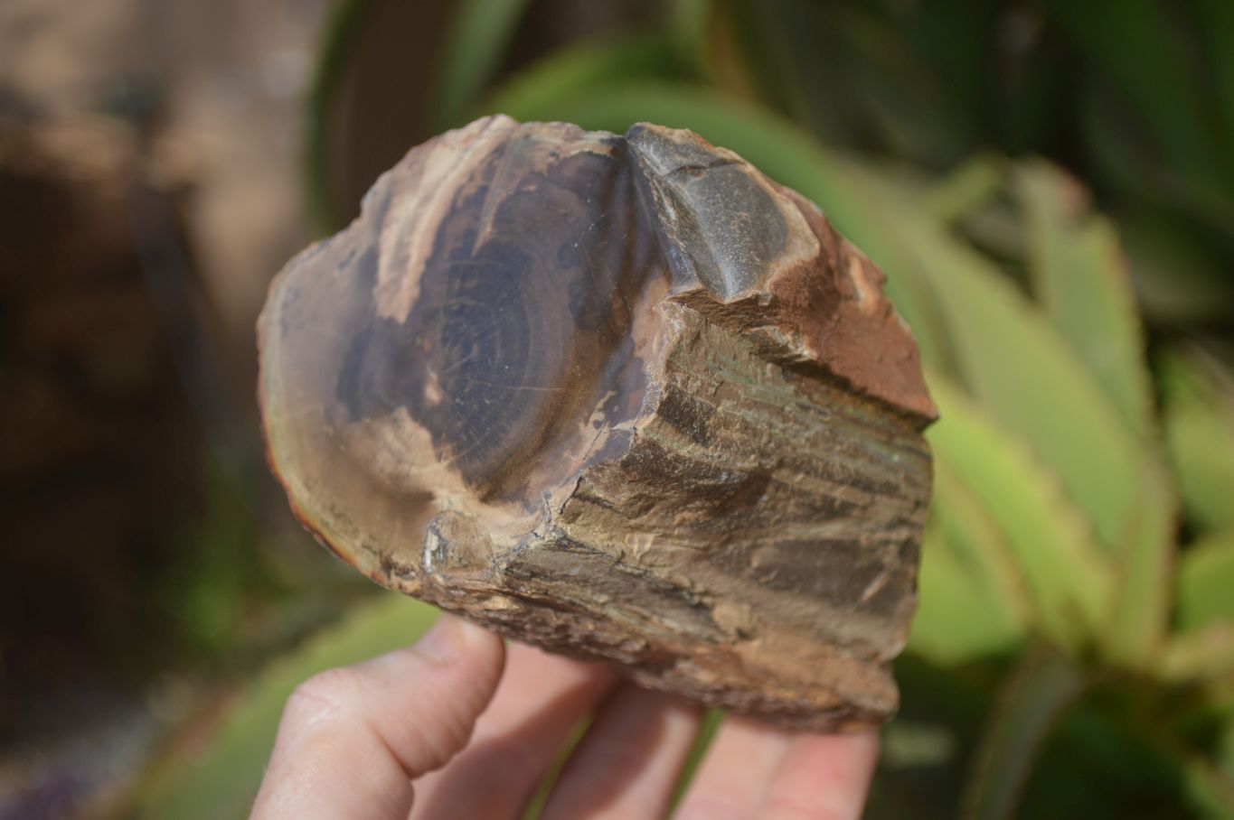 Polished Petrified Wood Branch Pieces x 2 From Gokwe, Zimbabwe - Toprock Gemstones and Minerals 