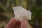 Natural White Cactus Flower Spirit Quartz Specimens x 70 From Boekenhouthoek, South Africa - Toprock Gemstones and Minerals 