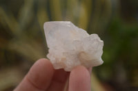 Natural White Cactus Flower Spirit Quartz Specimens x 70 From Boekenhouthoek, South Africa - Toprock Gemstones and Minerals 
