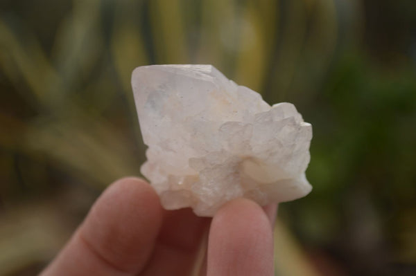Natural White Cactus Flower Spirit Quartz Specimens x 70 From Boekenhouthoek, South Africa - Toprock Gemstones and Minerals 