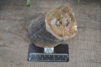 Polished Petrified Wood Branch Pieces x 2 From Gokwe, Zimbabwe - Toprock Gemstones and Minerals 