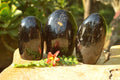 Polished Black Tourmaline Standing Free Forms x 3 From Madagascar - TopRock