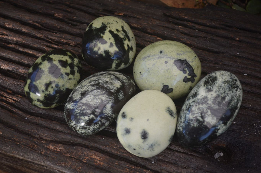 Polished Spotted Leopard Stone Free Forms  x 6 From Zimbabwe - Toprock Gemstones and Minerals 