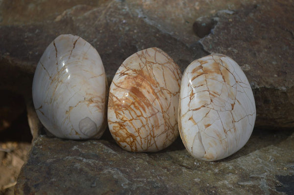 Polished Fossil Clam Pairs  x 6 From Madagascar