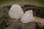 Natural White Cactus Flower Spirit Quartz Specimens x 70 From Boekenhouthoek, South Africa - Toprock Gemstones and Minerals 