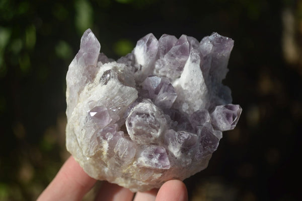Natural Sugar Amethyst Clusters  x 5 From Zambia