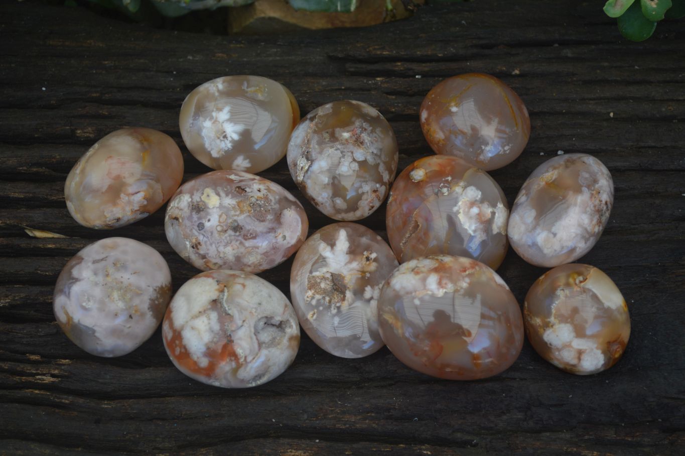 Polished Ocean  Flower Agate Palm Stones  x 12 From Madagascar - Toprock Gemstones and Minerals 