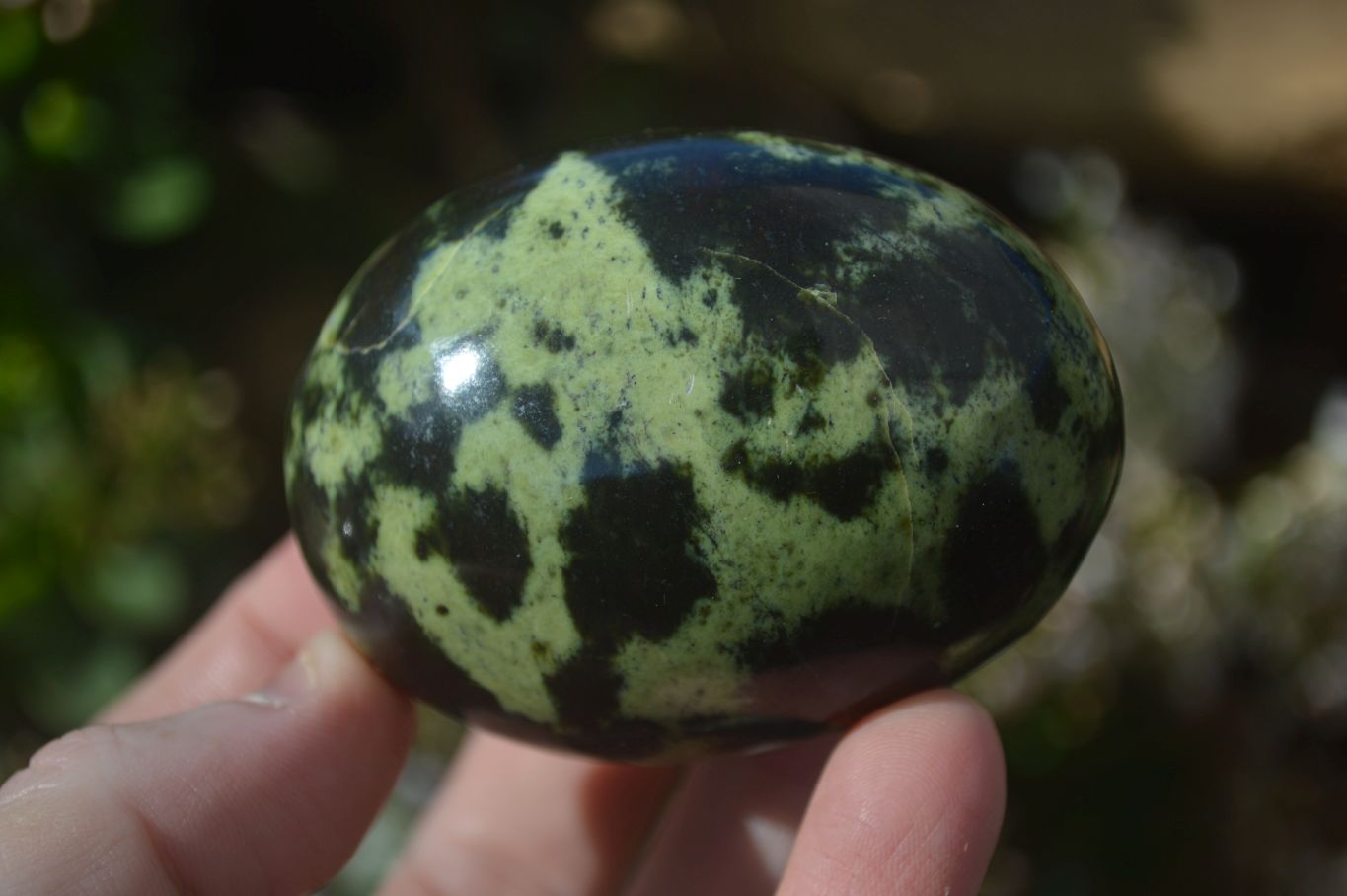 Polished Spotted Leopard Stone Free Forms  x 6 From Zimbabwe - Toprock Gemstones and Minerals 