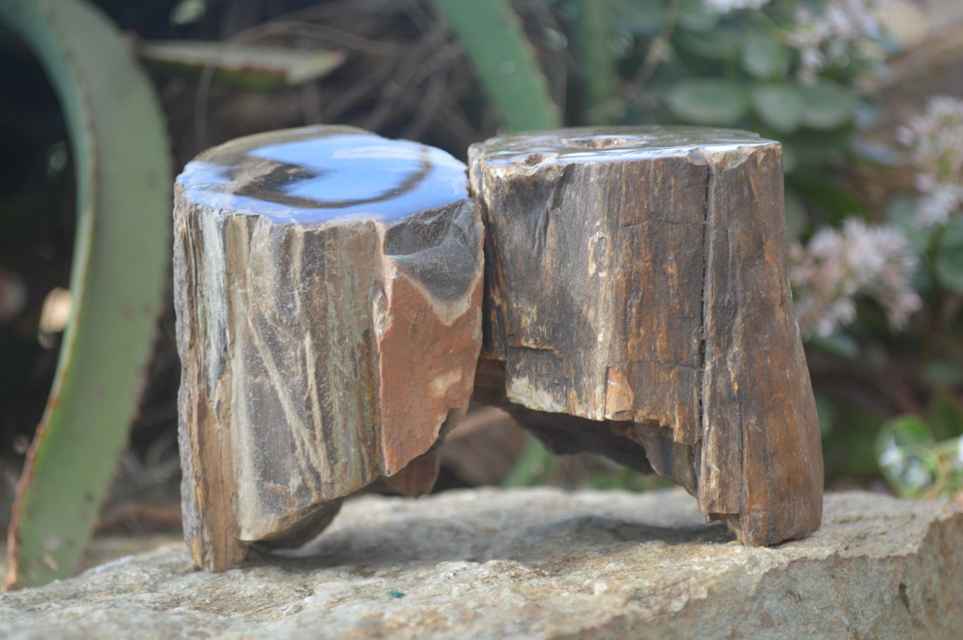 Polished Petrified Wood Branch Pieces x 2 From Gokwe, Zimbabwe - Toprock Gemstones and Minerals 