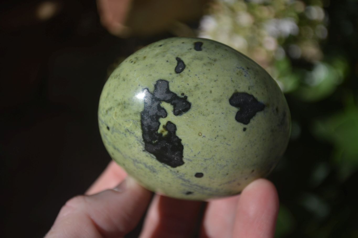 Polished Spotted Leopard Stone Free Forms  x 6 From Zimbabwe - Toprock Gemstones and Minerals 