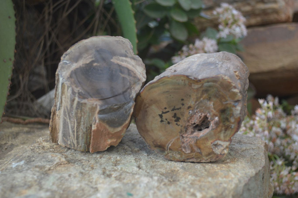 Polished Petrified Wood Branch Pieces x 2 From Gokwe, Zimbabwe - Toprock Gemstones and Minerals 