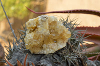 Natural Golden Limonite / Lemonite Quartz Clusters  x 4 From Solwezi, Zambia - TopRock
