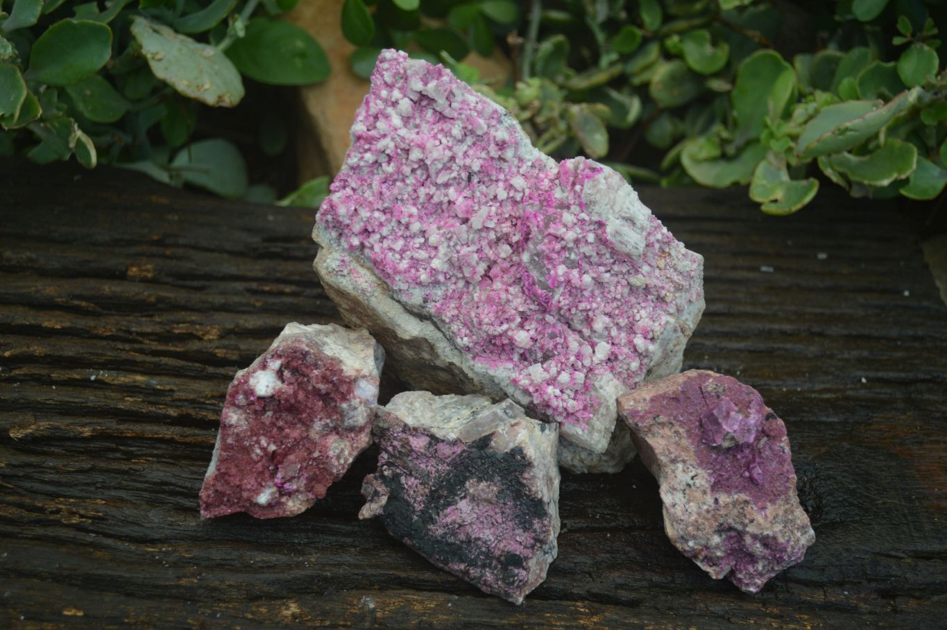 Natural Pink Salrose Cobaltion Dolomite Specimens  x 4 From Kakanda, Congo - Toprock Gemstones and Minerals 
