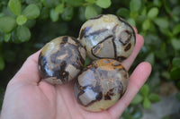 Polished Septaria Palm Stones x 12 From Mahajanga, Madagascar - Toprock Gemstones and Minerals 