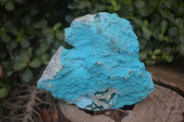 Natural Botryoidal Chrysocolla Specimens x 2 From Congo - Toprock Gemstones and Minerals 