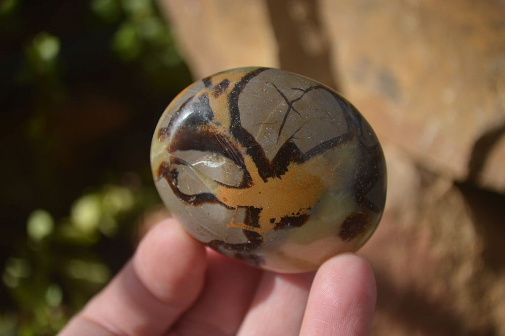 Polished Septaria Palm Stones x 12 From Mahajanga, Madagascar - Toprock Gemstones and Minerals 