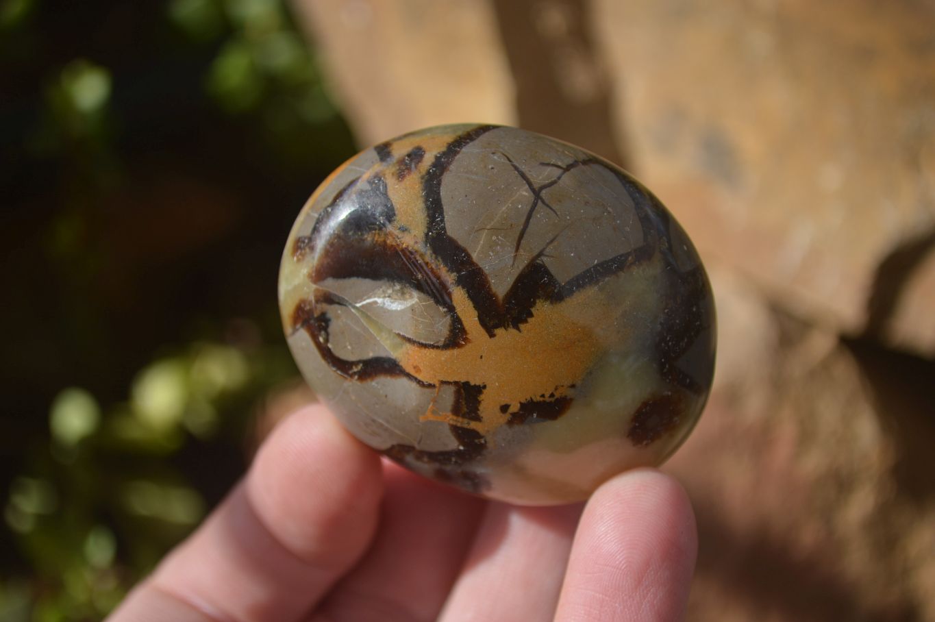 Polished Septaria Palm Stones x 12 From Mahajanga, Madagascar - Toprock Gemstones and Minerals 