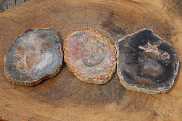 Polished Petrified Wood Slices x 3 From Mahajanga, Madagascar - TopRock