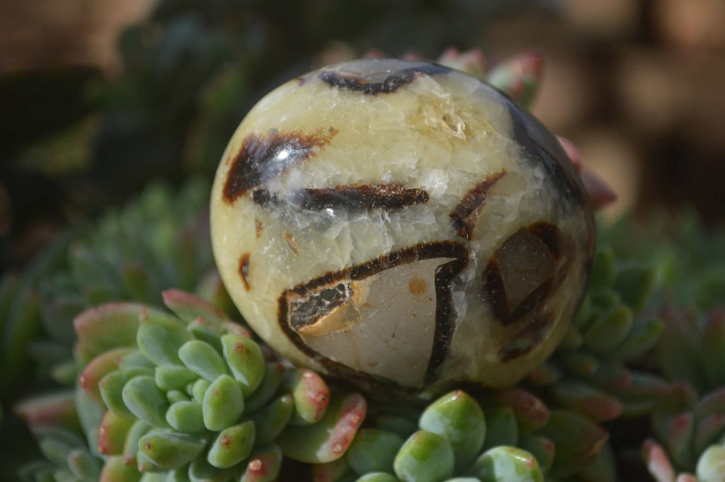 Polished Septaria Palm Stones x 12 From Mahajanga, Madagascar - Toprock Gemstones and Minerals 