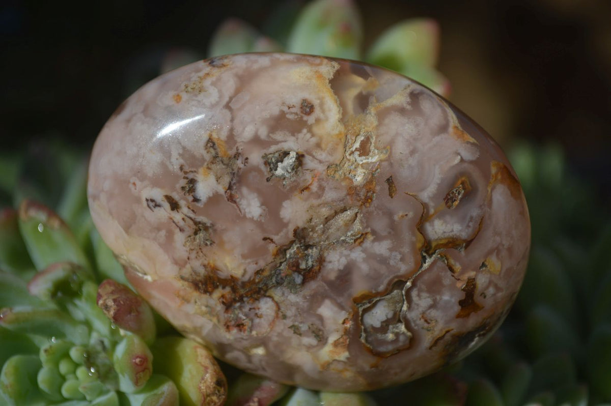 Polished Ocean  Flower Agate Palm Stones  x 12 From Madagascar - Toprock Gemstones and Minerals 