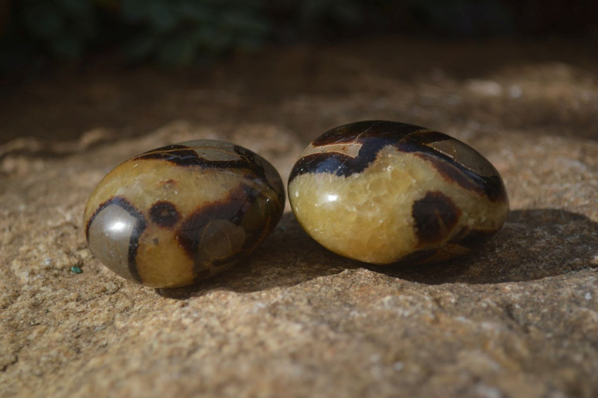 Polished Septaria Palm Stones x 12 From Mahajanga, Madagascar - Toprock Gemstones and Minerals 