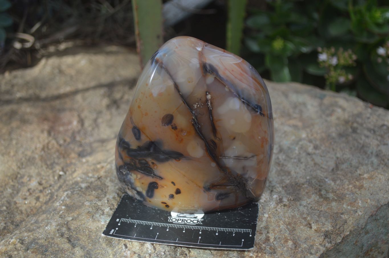 Polished Carnelian Agate Standing Free Forms  x 2 From Madagascar - Toprock Gemstones and Minerals 