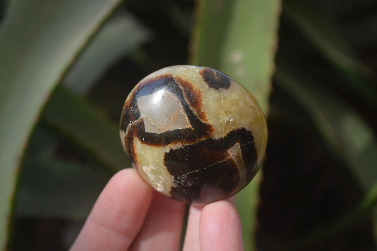 Polished Septaria Palm Stones x 12 From Mahajanga, Madagascar - Toprock Gemstones and Minerals 