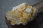 Natural Golden Limonite / Lemonite Quartz Clusters  x 12 From Zambia - Toprock Gemstones and Minerals 