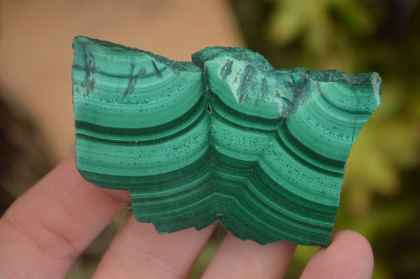 Polished Flower & Banded Malachite Slices  x 12 From Congo