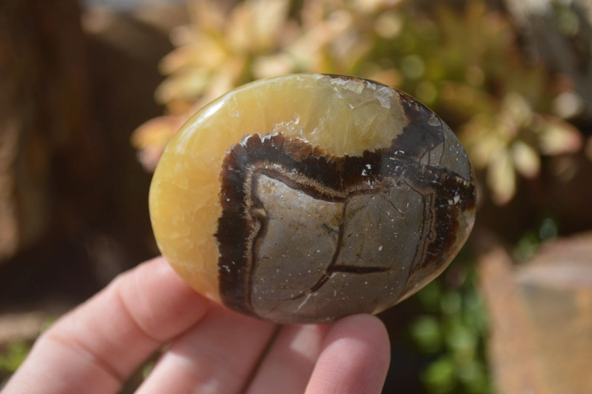 Polished Septaria Palm Stones x 12 From Mahajanga, Madagascar - Toprock Gemstones and Minerals 