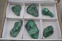 Polished Flower Malachite Free Forms  x 6 From Congo - Toprock Gemstones and Minerals 