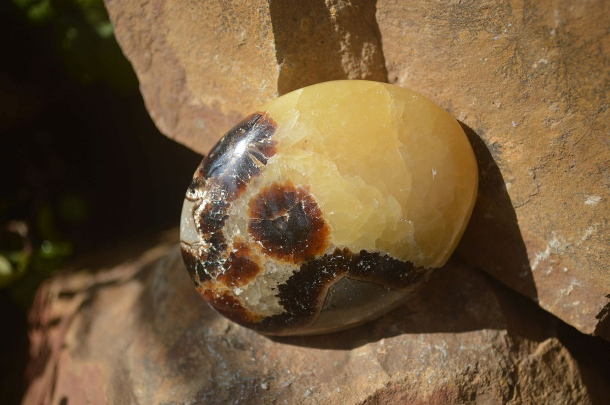 Polished Septaria Palm Stones x 12 From Mahajanga, Madagascar - Toprock Gemstones and Minerals 