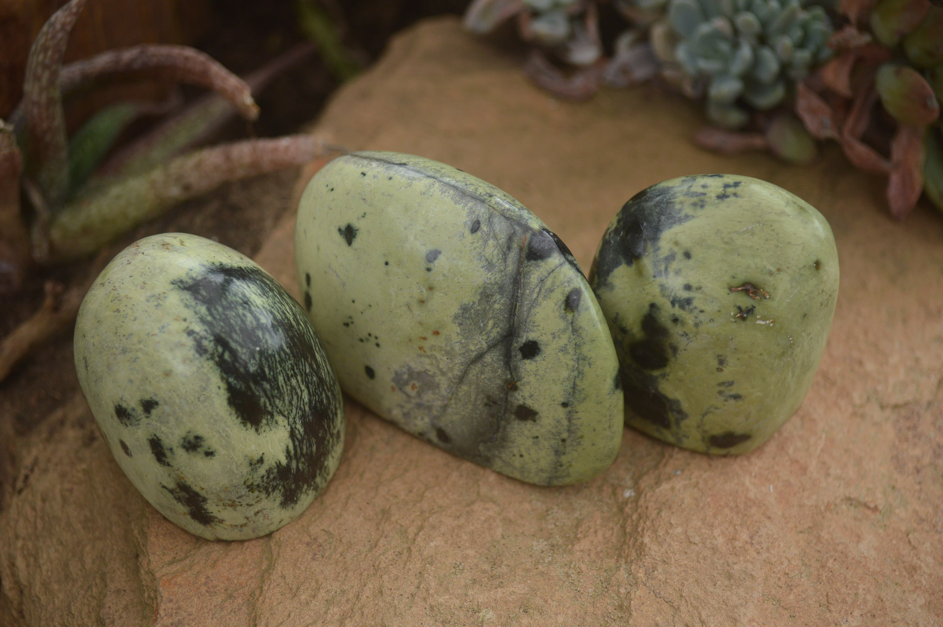 Polished Spotted Leopard stone Standing Free Forms  x 12 From Nyanga & Shamva, Zimbabwe - TopRock