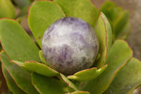 Polished Pair Of Dream Amethyst Spheres  x 2 From Madagascar - TopRock