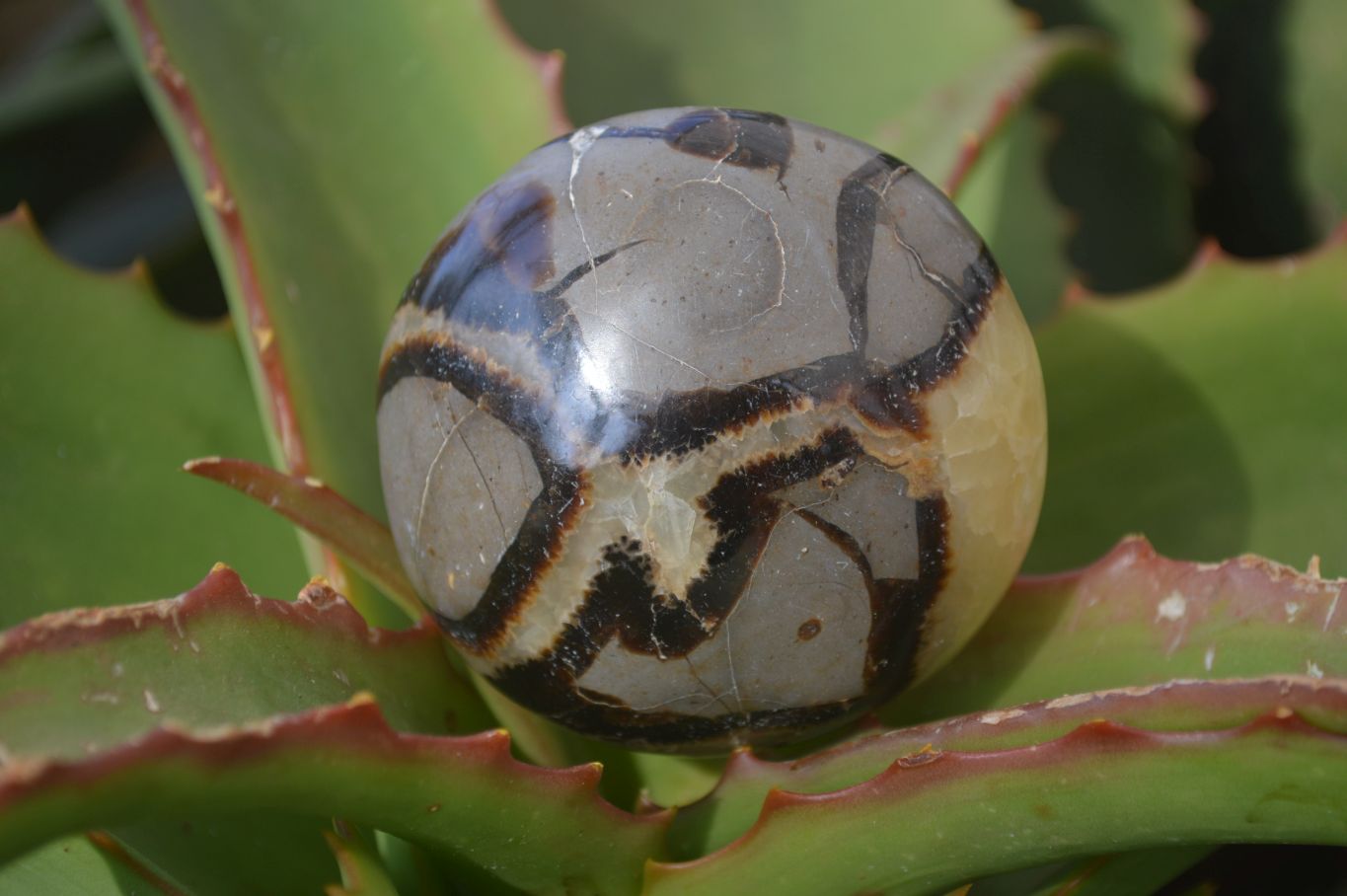 Polished Septaria Palm Stones x 12 From Mahajanga, Madagascar - Toprock Gemstones and Minerals 