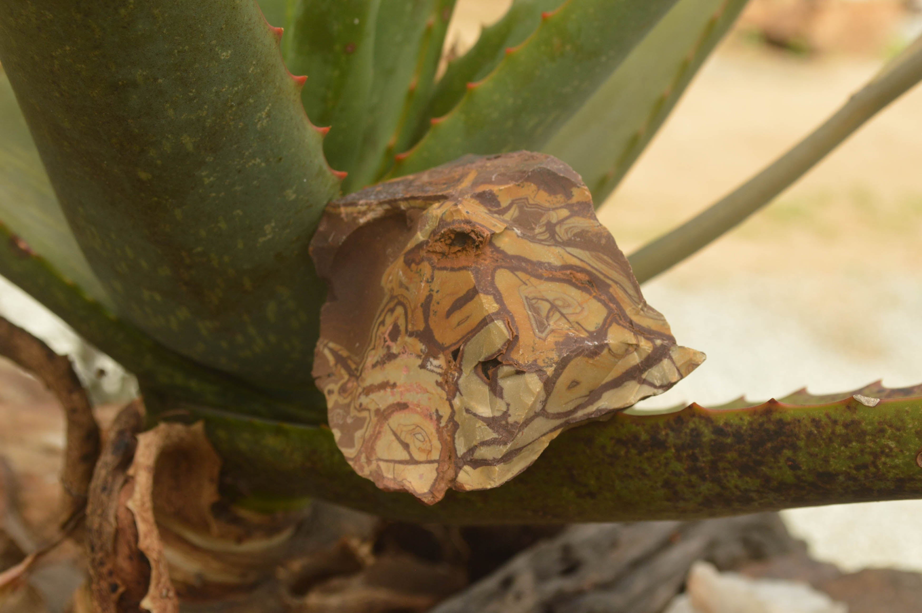 Natural Medium Cobbed Nguni Jasper Pieces - sold per 5 kg - From Northern Cape, South Africa - TopRock