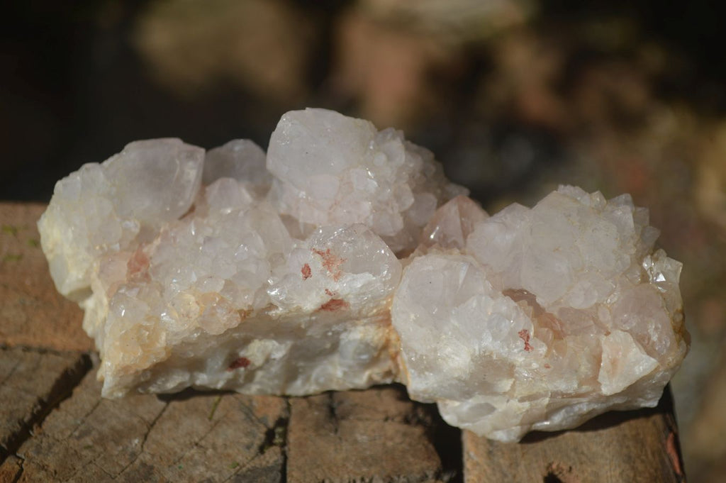 Natural White Cactus Flower Spirit Quartz Specimens  x 2 From Boekenhouthoek, South Africa - Toprock Gemstones and Minerals 