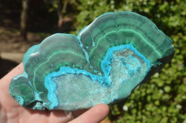Polished Stunning Malachite Slices With Chrysocolla Banding  x 5 From Congo - TopRock